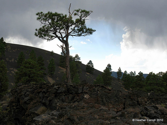 Lonley Tree