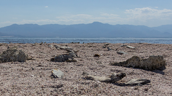 Beach of Dead Fish