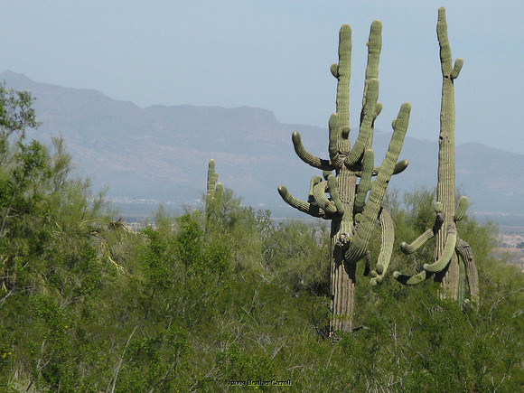 Confused Saguaro