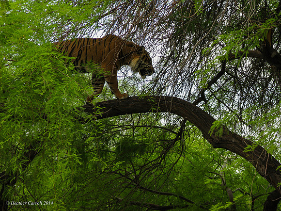 Tiger in tree