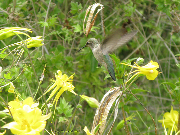 Hovering Hummingbird