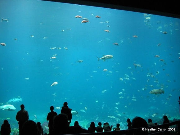 Georgia Aquarium Imax View