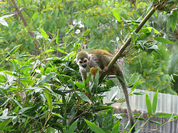 Squirrel Monkey