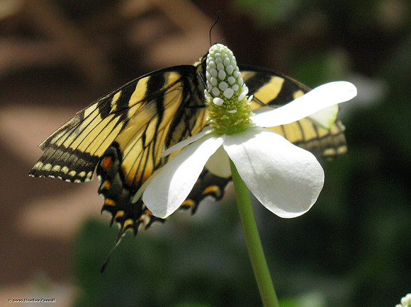 Zebra Swallowtail Butterfly - reverse