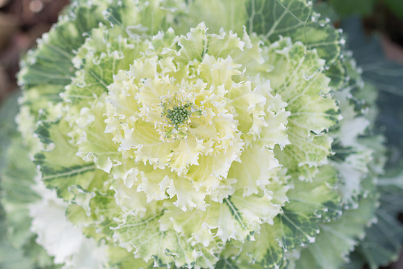 White Kale