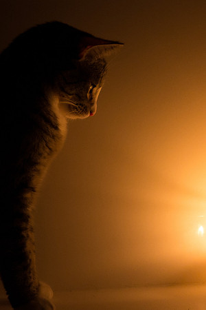 Mesmerized
