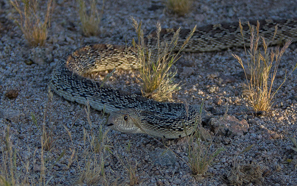Visitor on walking path