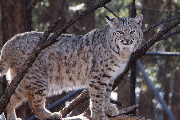 Lynx