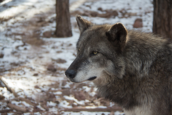 Wolf