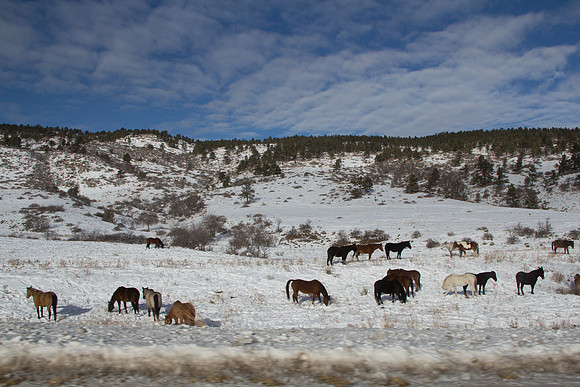 Day 3 - Horses