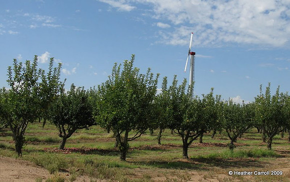 Apple Orchard