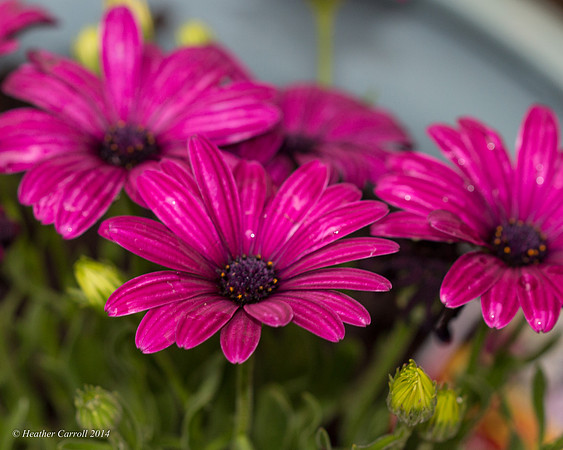 African Daisy