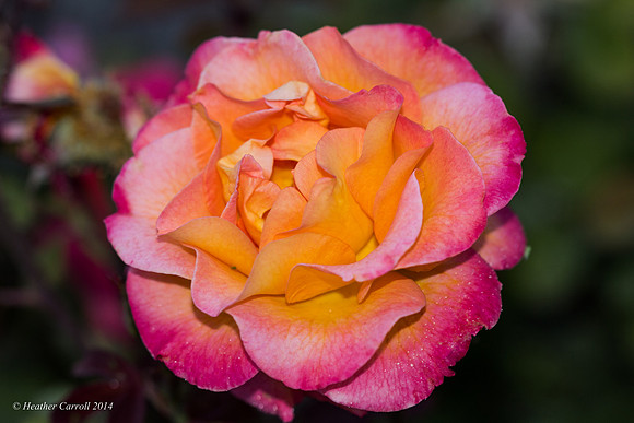 Multi Colored Rose