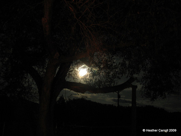 Moon through Tree