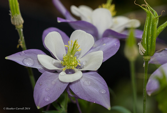 Columbine