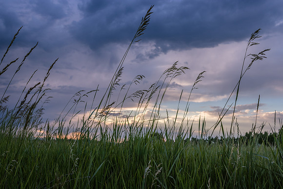 Colorado Grasses