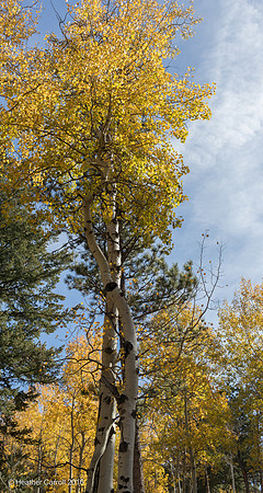 Aspens