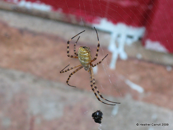 Garden Weaver