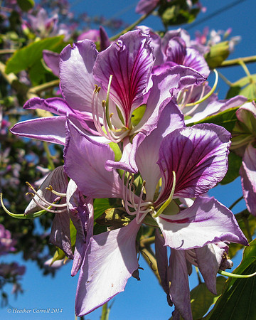 Orchid Tree