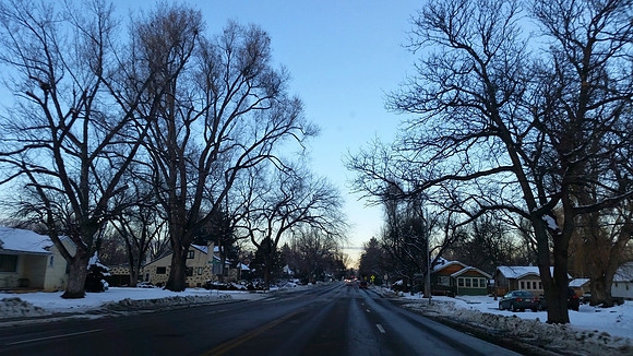 Day 2 - FtCollins - Tree Lined Streets
