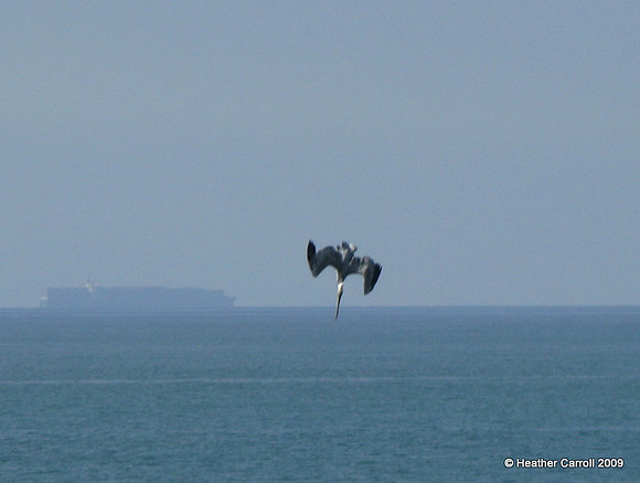 Diving Pelican