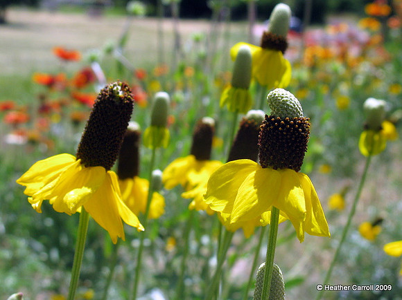 Wildflowers