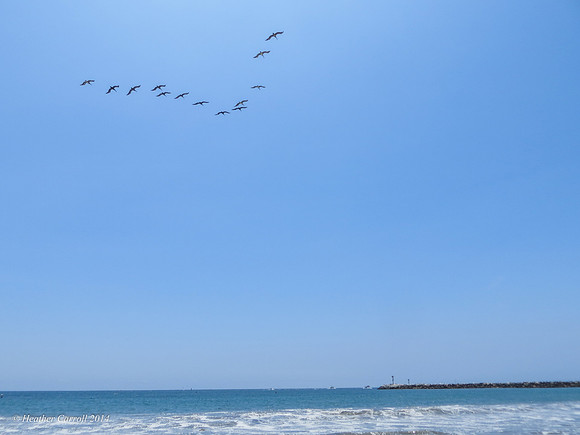 pelicans flying in V formation