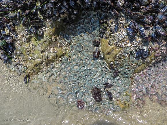 mollusks