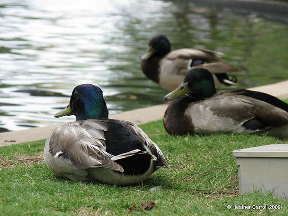 Ducks