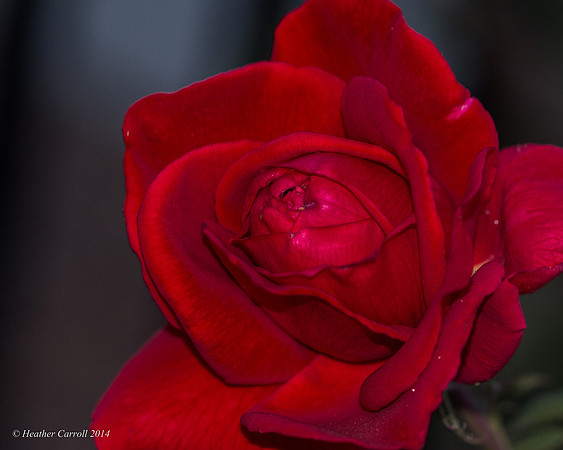 Rose Bud Opening