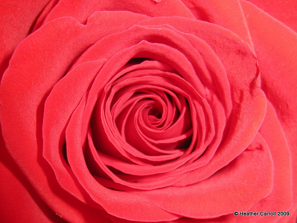 Mom's Rose