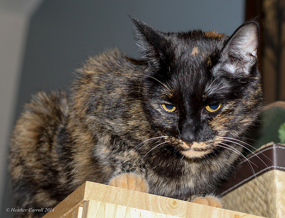 Overseeing her domain