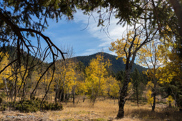 Aspens through the pines