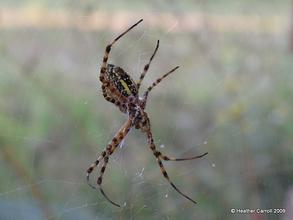 Garden Weaver - Back
