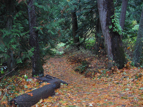 Forest Path - Snoqualmie Falls WA