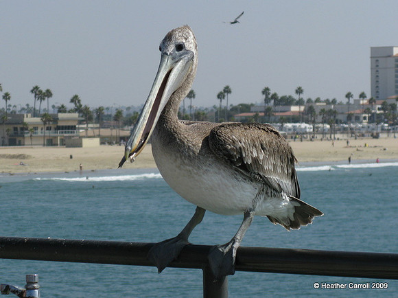 Waiting for Fish
