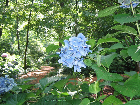 Blue Flower Cluster - Atlanta Botanical Gardens