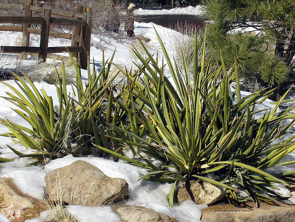 Snowy Cactus