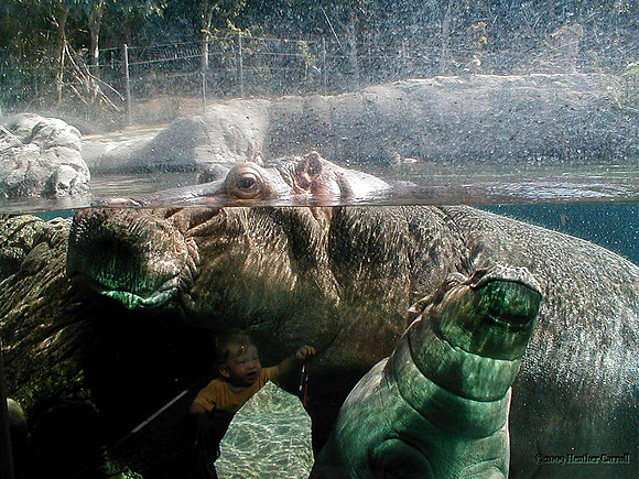 Hippos