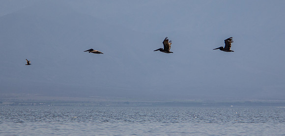 Pelicans