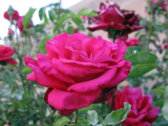 Rose Bush