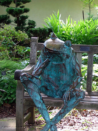 Frog on a bench