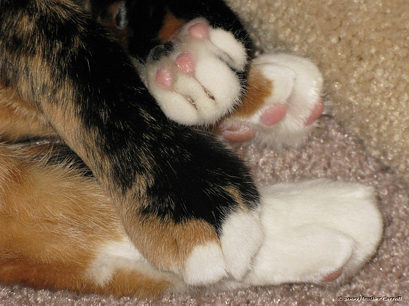 Paws
