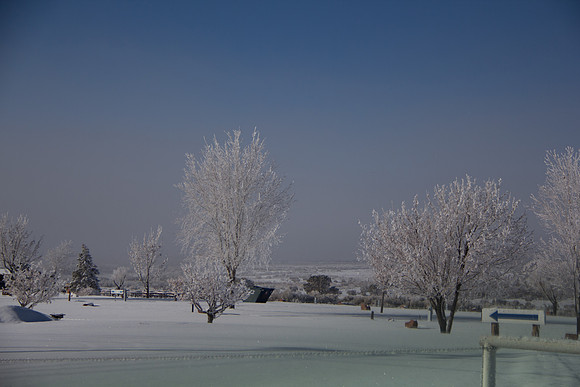 Day 4 - Crystalized trees