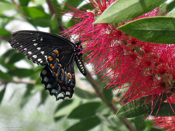 Spicebrush Swallowtail Butterfly