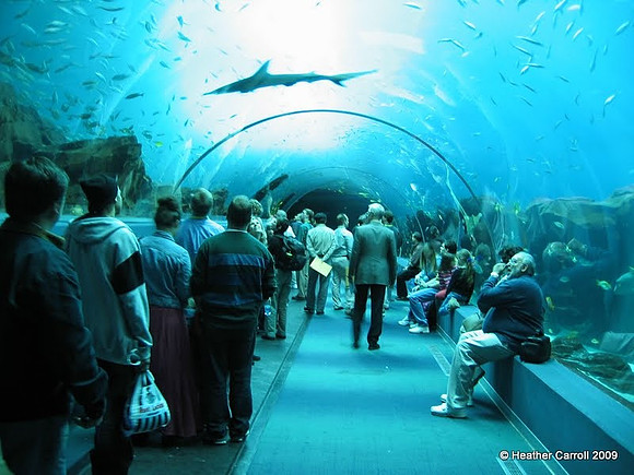 Georgia Aquarium Walkway