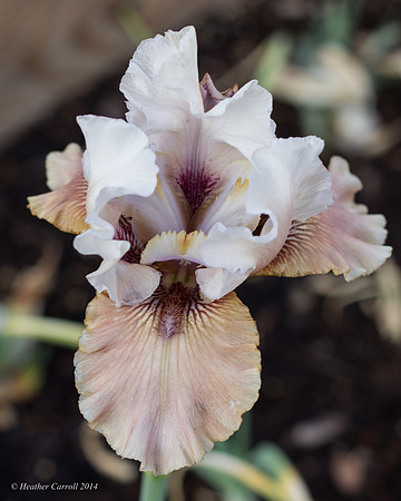 Backyard Iris
