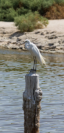 White Crane