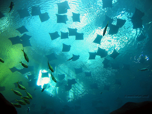 Atlanta Aquarium