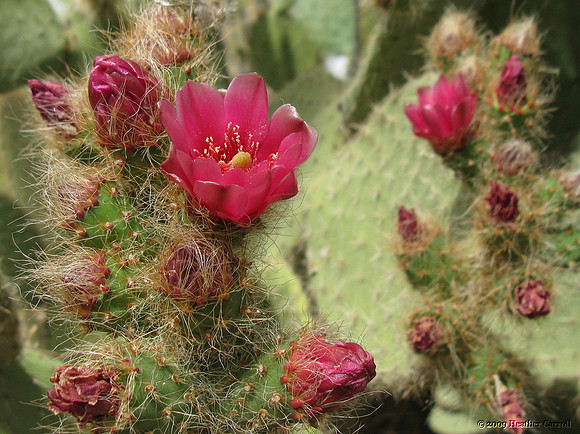 Cactus Blossom